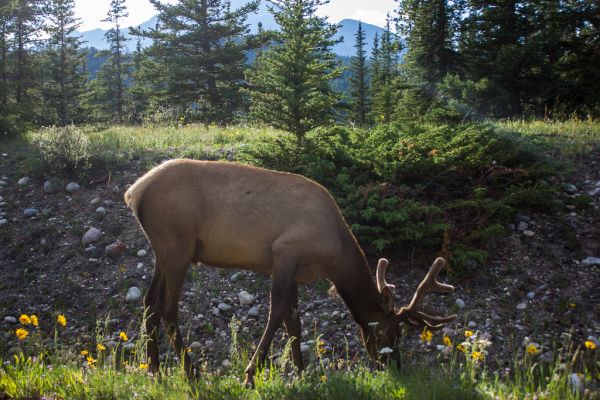 Chilliwack Lake — Allison Pool Rec Site